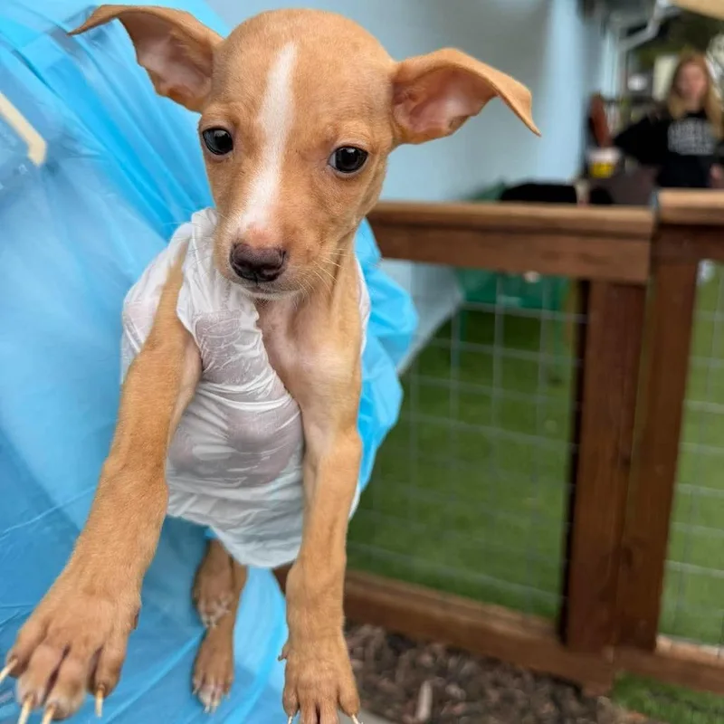 A baby small-sized male Pit Bull Terrier dog named Steven for adoption in Bastrop, TX