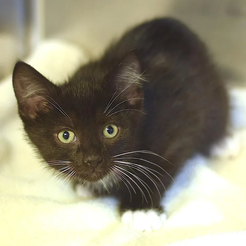 A baby small-sized male Black Domestic Short Hair cat named Pluto for adoption in Belleville, IL