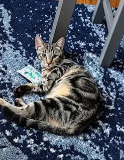 A baby medium-sized female Tabby (Gray / Blue / Silver) American Shorthair cat named Lily for adoption in Houston, TX