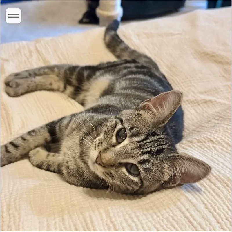 Lily thumbnail 3