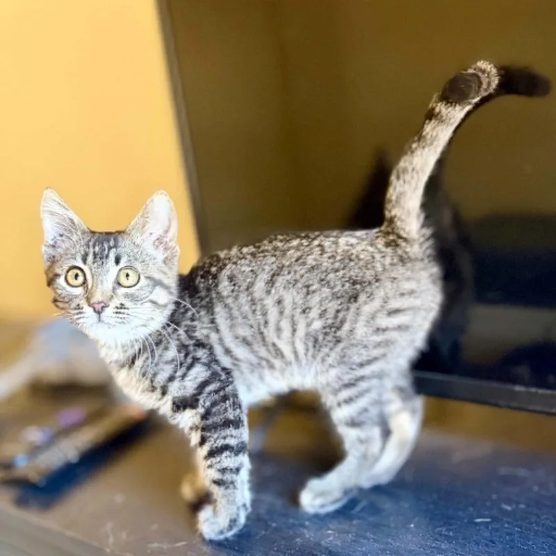 A baby medium-sized female Tabby (Brown / Chocolate) Domestic Short Hair cat named Whisspurr for adoption in Queen Creek, AZ
