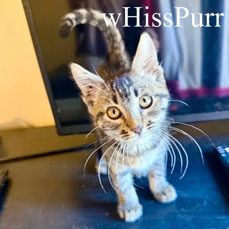 Whisspurr thumbnail 3