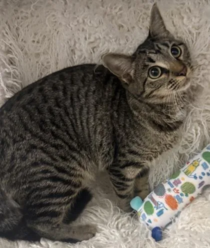A young small-sized female Domestic Short Hair cat named Melody for adoption in Conway, SC