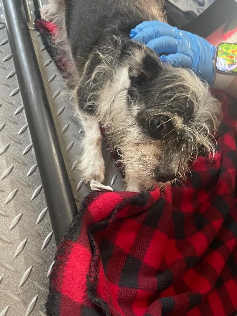 A senior small-sized female Mixed Breed dog named Sissy for adoption in Columbia, TN