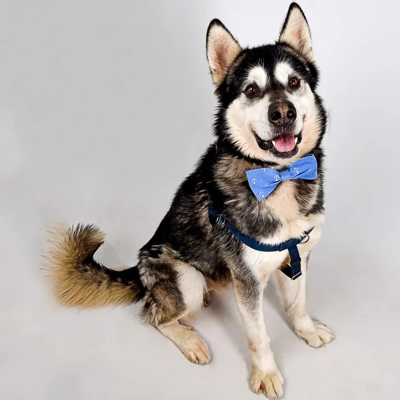 An adult large-sized male Gray / Blue / Silver Alaskan Malamute dog named Goku for adoption in Murray, UT