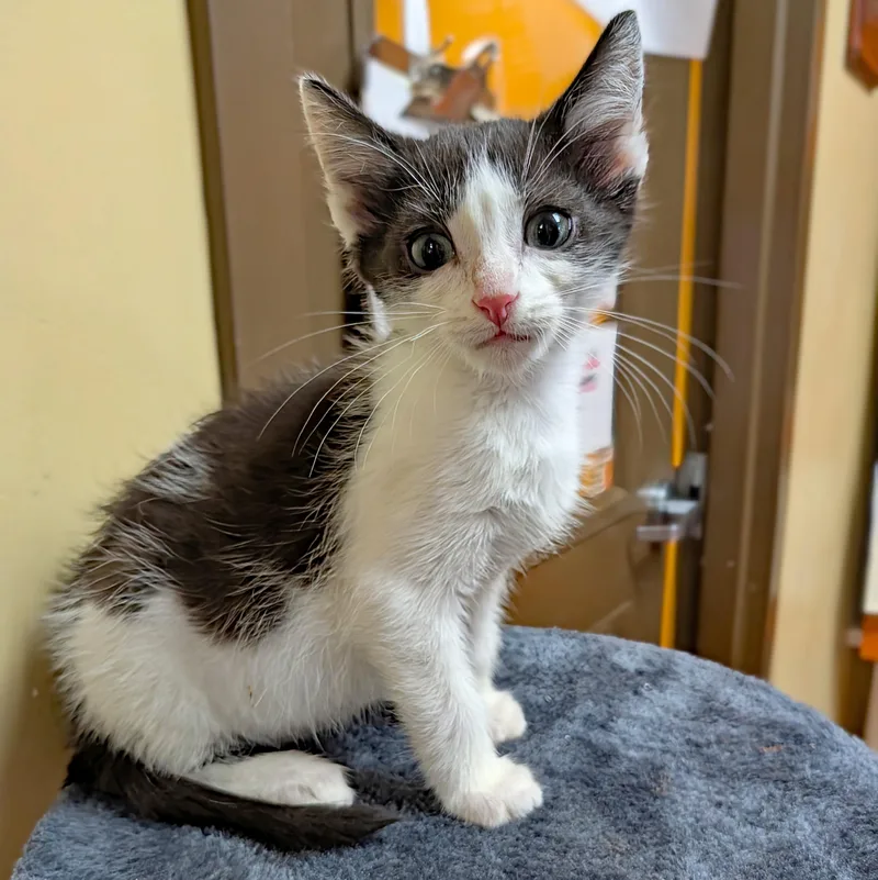 A baby medium-sized male Black Domestic Short Hair cat named Nick Nack for adoption in Accident, MD