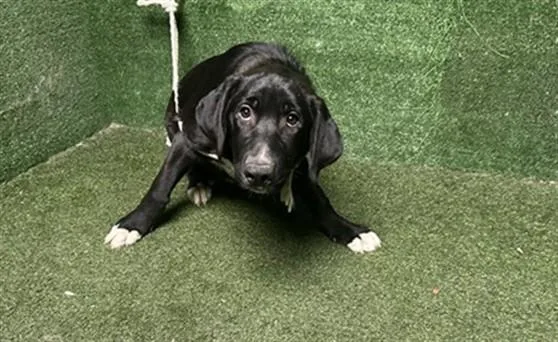 A baby medium-sized female Flat-Coated Retriever dog named Berry for adoption in Lancaster, CA