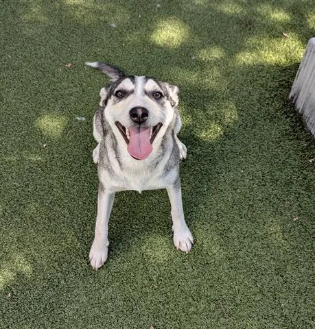 A young medium-sized female Siberian Husky dog named Flower for adoption in San Martin, CA