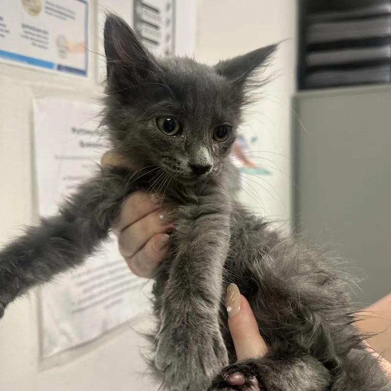 A baby small-sized male Gray / Blue / Silver Domestic Long Hair cat named Dna for adoption in Charleston, WV