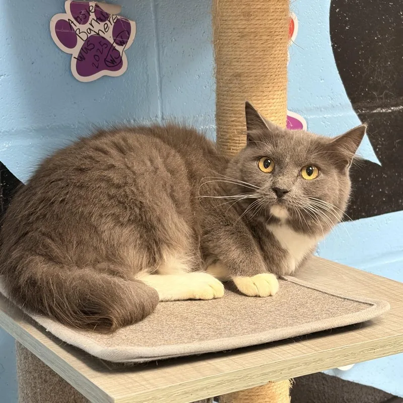 A young small-sized female Domestic Medium Hair cat named Ski for adoption in Tallahassee, FL