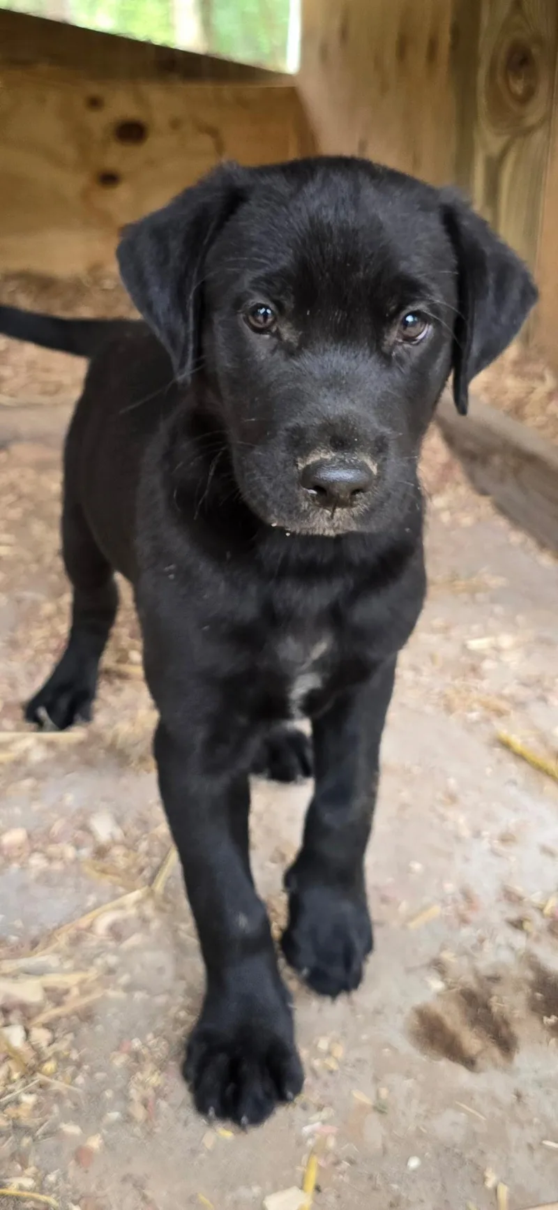 A baby large-sized male Black Labrador Retriever dog named Opie for adoption in Kannapolis, NC
