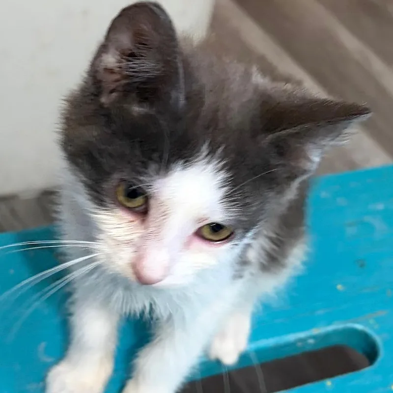 A baby small-sized male Black Domestic Short Hair cat named Bandit for adoption in Rochester, MN