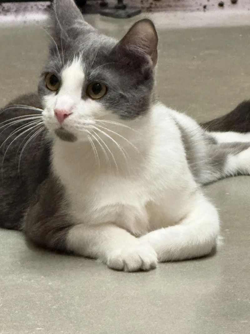 A baby medium-sized male Gray & White Domestic Short Hair cat named Ember for adoption in Old Bridge, NJ