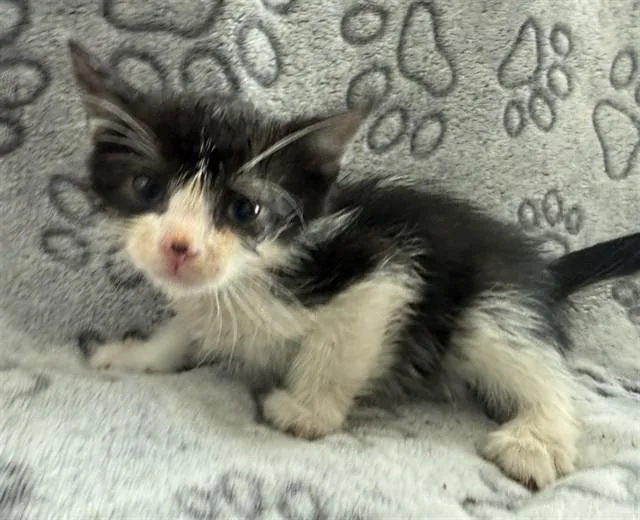A baby small-sized male Domestic Short Hair cat named Checkers for adoption in Lancaster, CA
