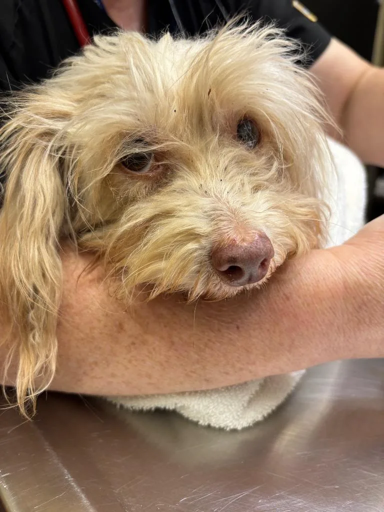 A young small-sized female Mixed Breed dog named BillieJean for adoption in Douglasville, GA