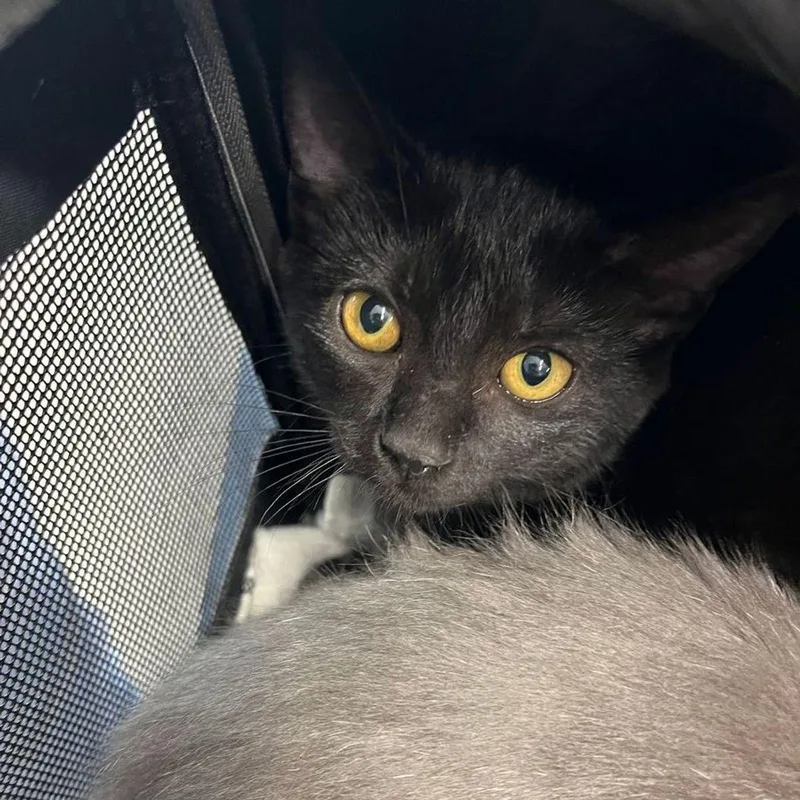 A young medium-sized female Domestic Short Hair cat named Olive for adoption in Kingman, AZ