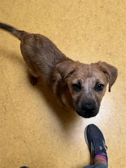A young small-sized female Irish Terrier dog named Roxy for adoption in Sacramento, CA