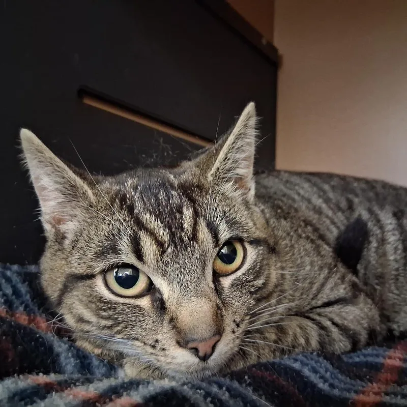 A young medium-sized female Brown / Chocolate Domestic Short Hair cat named Chit Chat for adoption in Middlebury, VT
