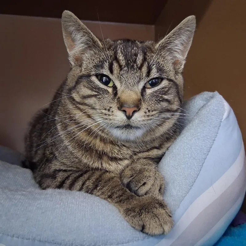 Chit Chat thumbnail 2