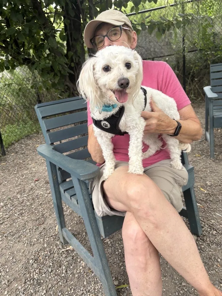 An adult small-sized male White / Cream Poodle dog named Spirit for adoption in Elmsford, NY