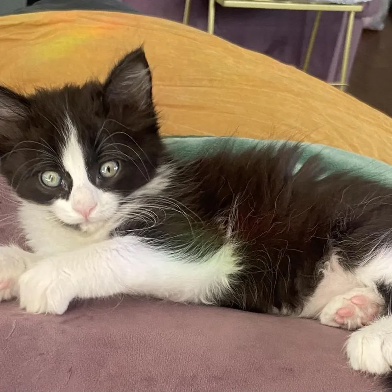 A baby small-sized female Black Domestic Medium Hair cat named Agni for adoption in Tustin, CA