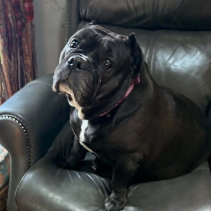 A senior large-sized female American Bully dog named Nana for adoption in Groton, CT