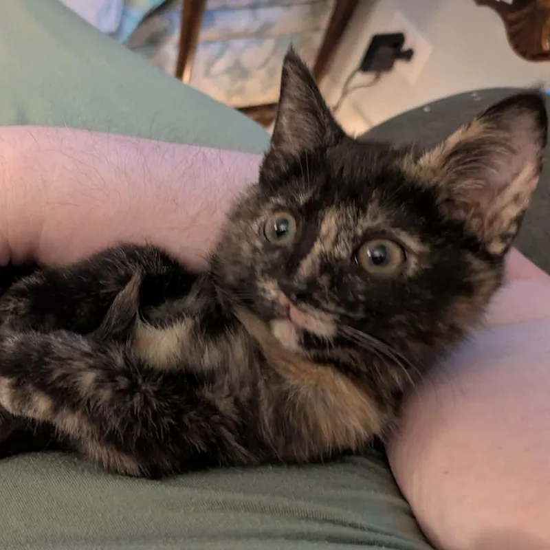 A baby medium-sized female Tortoiseshell cat named Calavera for adoption in Fairborn, OH
