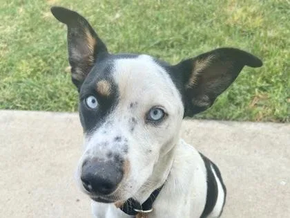 An adult large-sized male Tricolor (Brown, Black, & White) Mixed Breed dog named Norman for adoption in Georgetown, TX