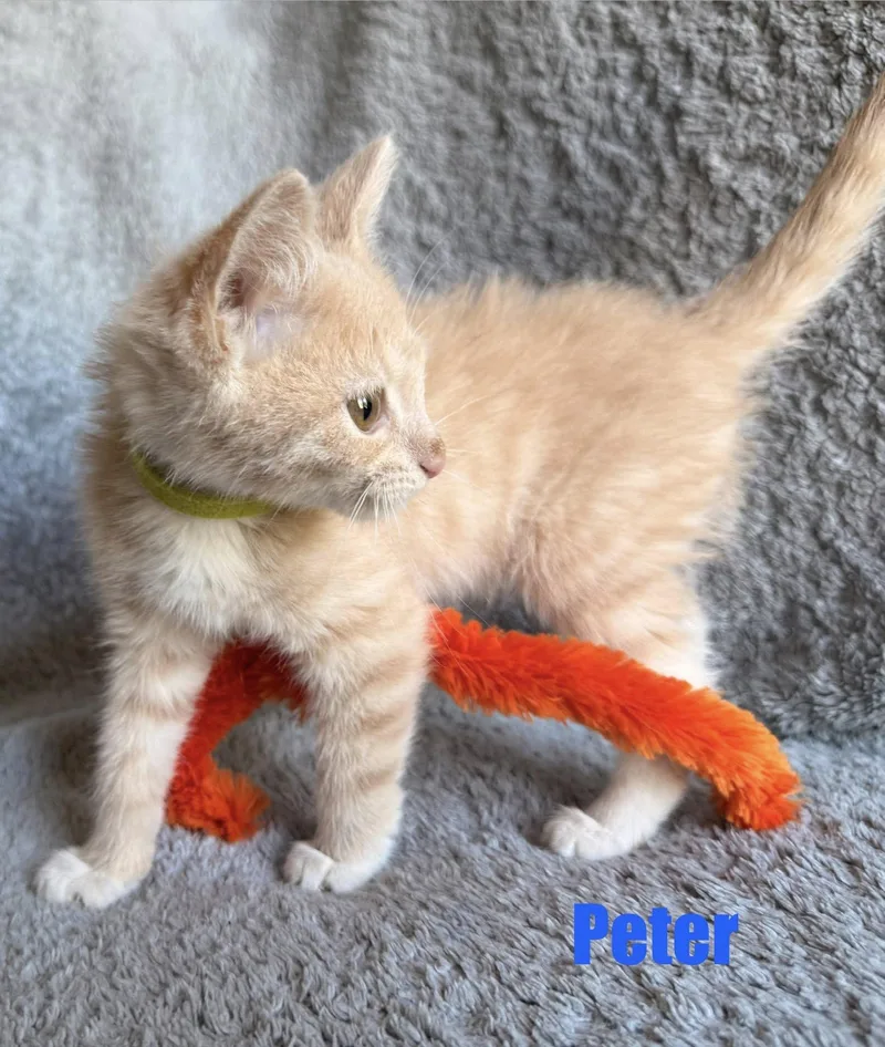 Peter thumbnail 2