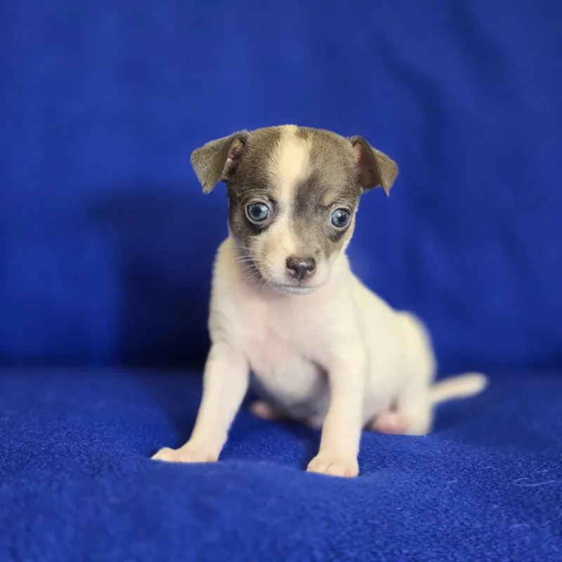 A baby small-sized male Black Rat Terrier dog named Turbo for adoption in Mansfield, TX