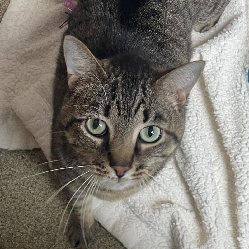 An adult extra large-sized male Brown / Chocolate Domestic Short Hair cat named Unlimited for adoption in Chicago, IL