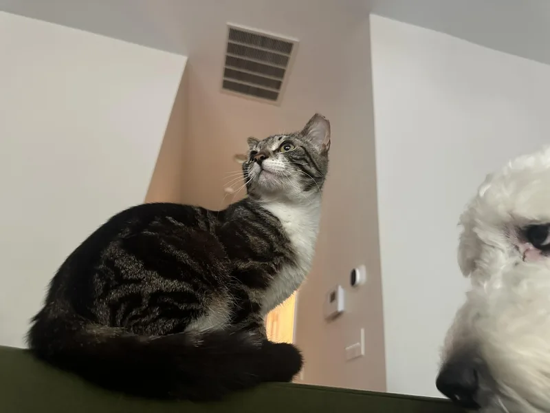 A young medium-sized male Domestic Short Hair cat named Burger for adoption in Davidson, NC