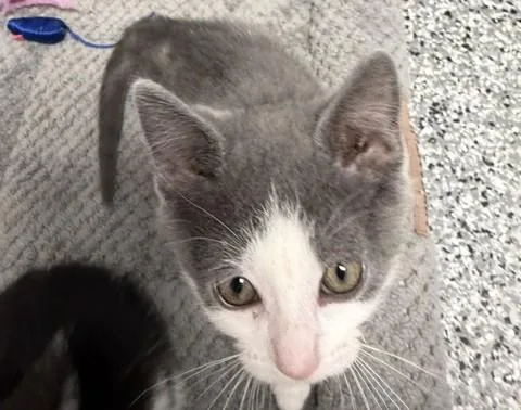 A baby medium-sized female Gray & White Domestic Short Hair cat named Audrey for adoption in Bryan, OH