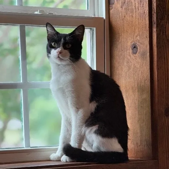 Sylvester The Brave