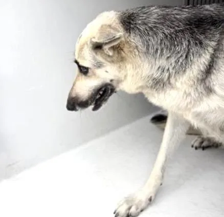 An adult large-sized female German Shepherd Dog dog named A for adoption in Houston, TX