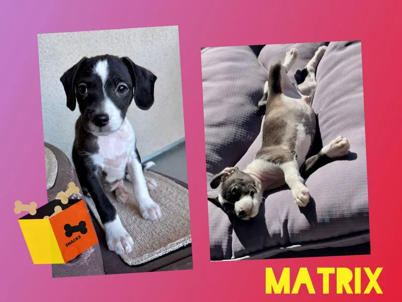 A baby small-sized male Mixed Breed dog named Matrix for adoption in Chino Valley, AZ