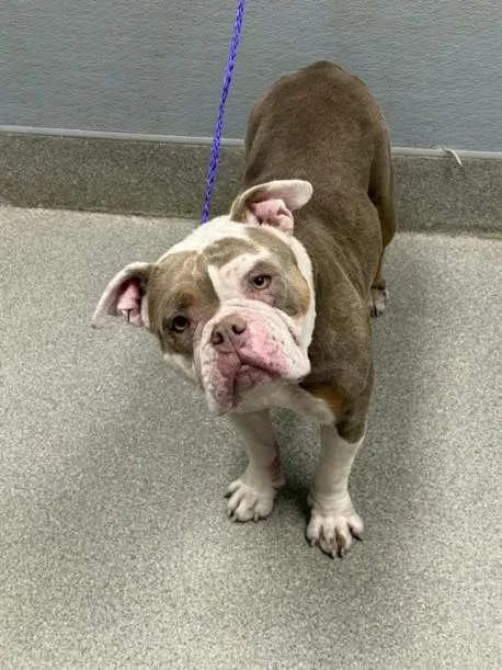 An adult medium-sized female English Bulldog dog named Rosie for adoption in Las Vegas, NV