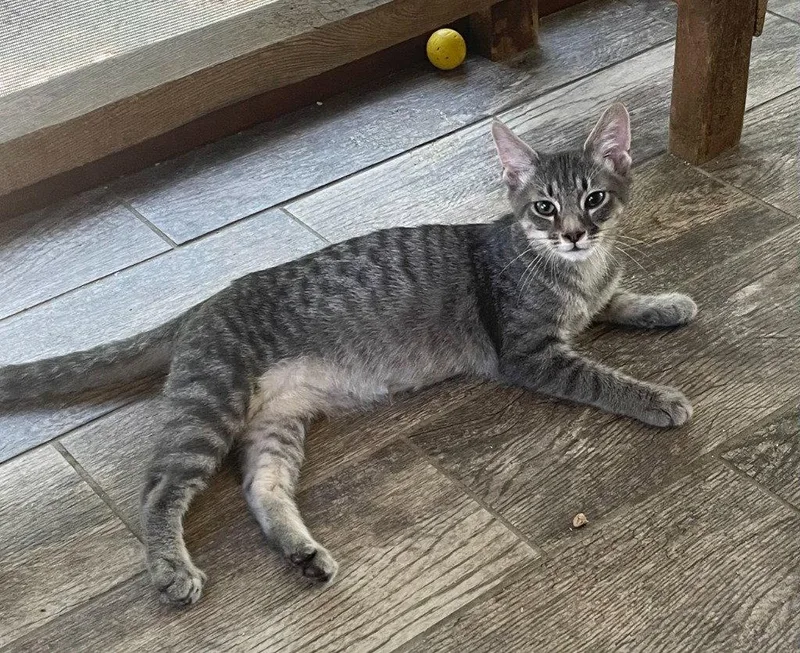 A young medium-sized male Tabby cat named Jeter for adoption in Garner, NC