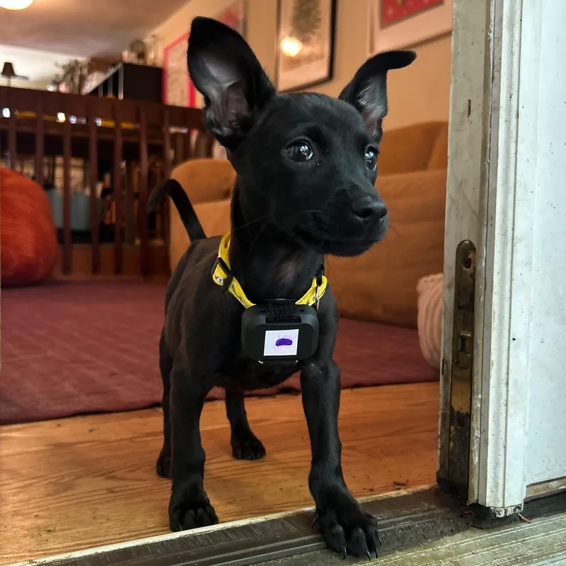 A baby small-sized female Black Chihuahua dog named Taco for adoption in Baldwin, MD