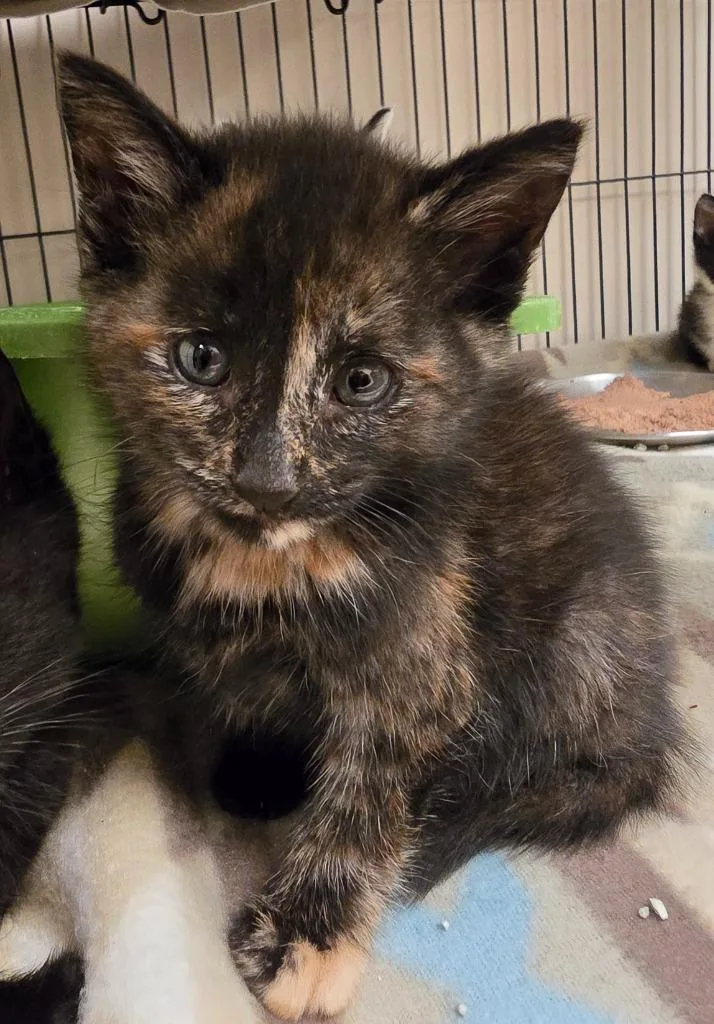 A baby small-sized female Domestic Short Hair cat named Turtle for adoption in Blountville, TN