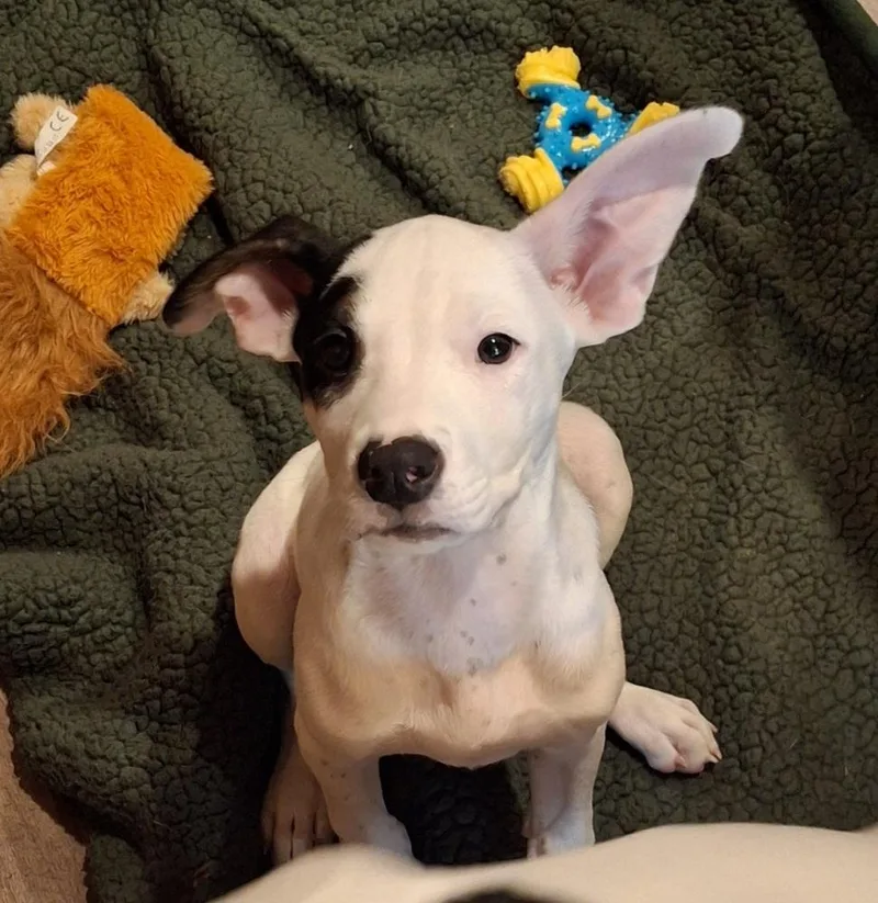 A baby medium-sized male Australian Cattle Dog / Blue Heeler dog named Pistachio for adoption in Broomfield, CO