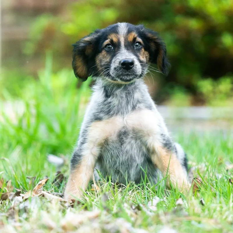 A baby small-sized male Yellow / Tan / Blond / Fawn Collie dog named Slavin for adoption in Wake Forest, NC
