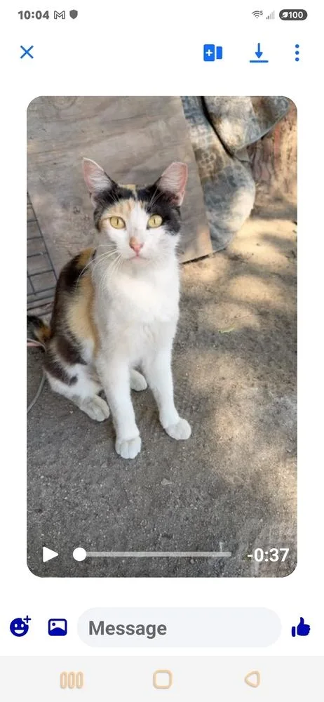 An adult medium-sized female Calico cat named Marigold for adoption in Calimesa, CA