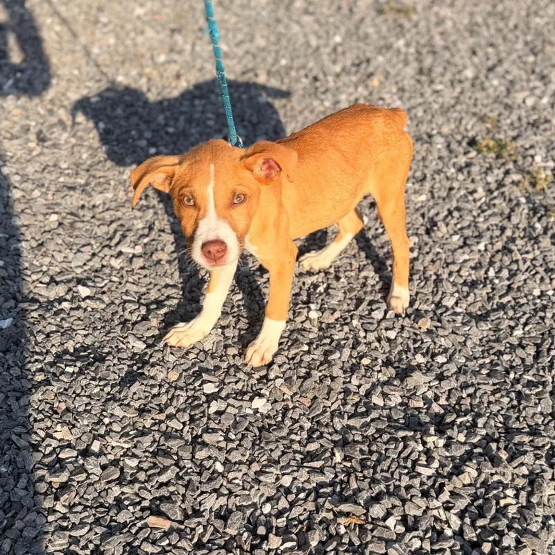 A baby small-sized male Yellow / Tan / Blond / Fawn Labrador Retriever dog named Cooper for adoption in Pasadena , MD