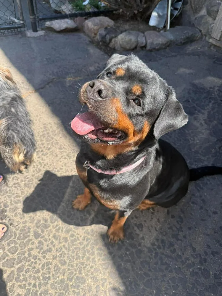 A young large-sized female Rottweiler dog named Mercy for adoption in Groveland, MA