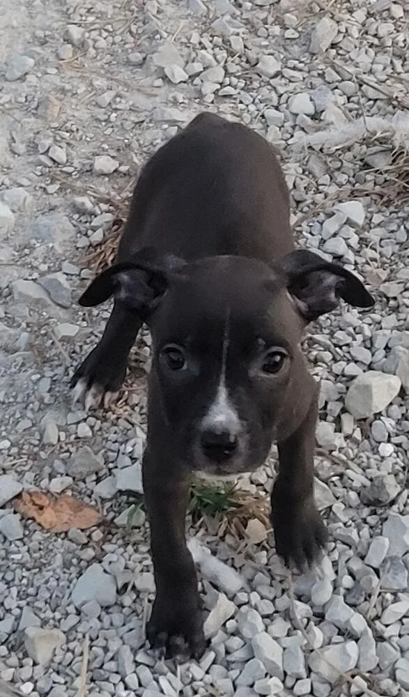 A baby medium-sized male Tricolor (Brown, Black, & White) Pit Bull Terrier dog named Picasso for adoption in Bolivar, MO