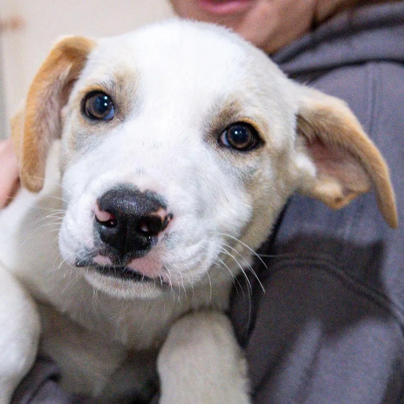 A baby medium-sized male White / Cream Mixed Breed dog named Kash for adoption in Kennebunk, ME