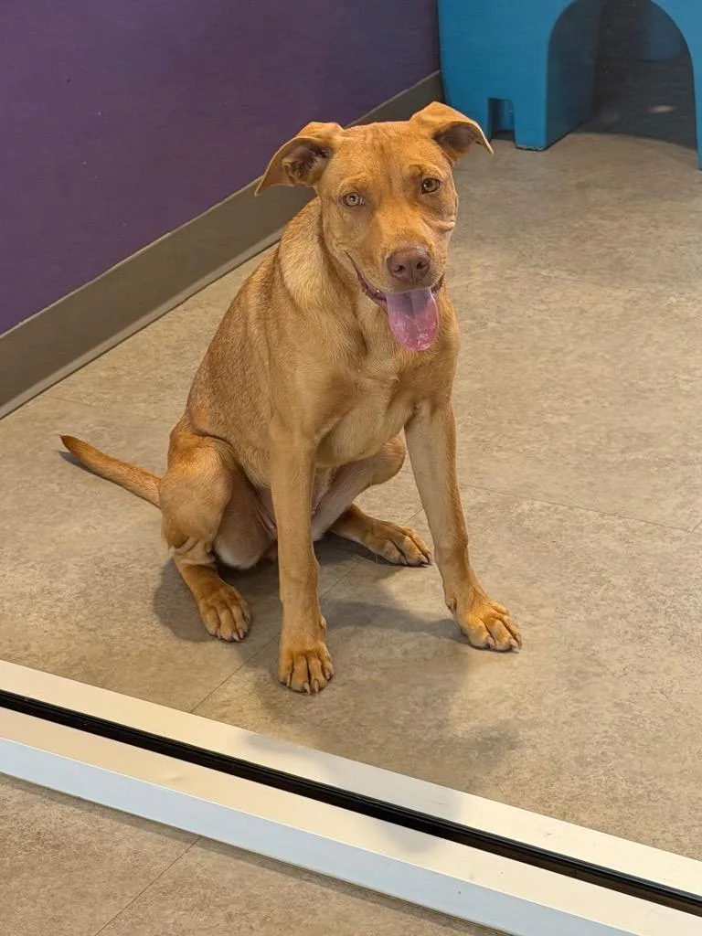 A baby large-sized female Mixed Breed dog named Julia for adoption in Bossier City, LA