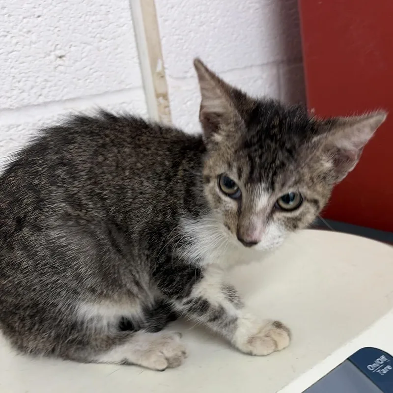 A baby small-sized male Gray / Blue / Silver Domestic Short Hair cat named Cowboy for adoption in Edinburg, TX