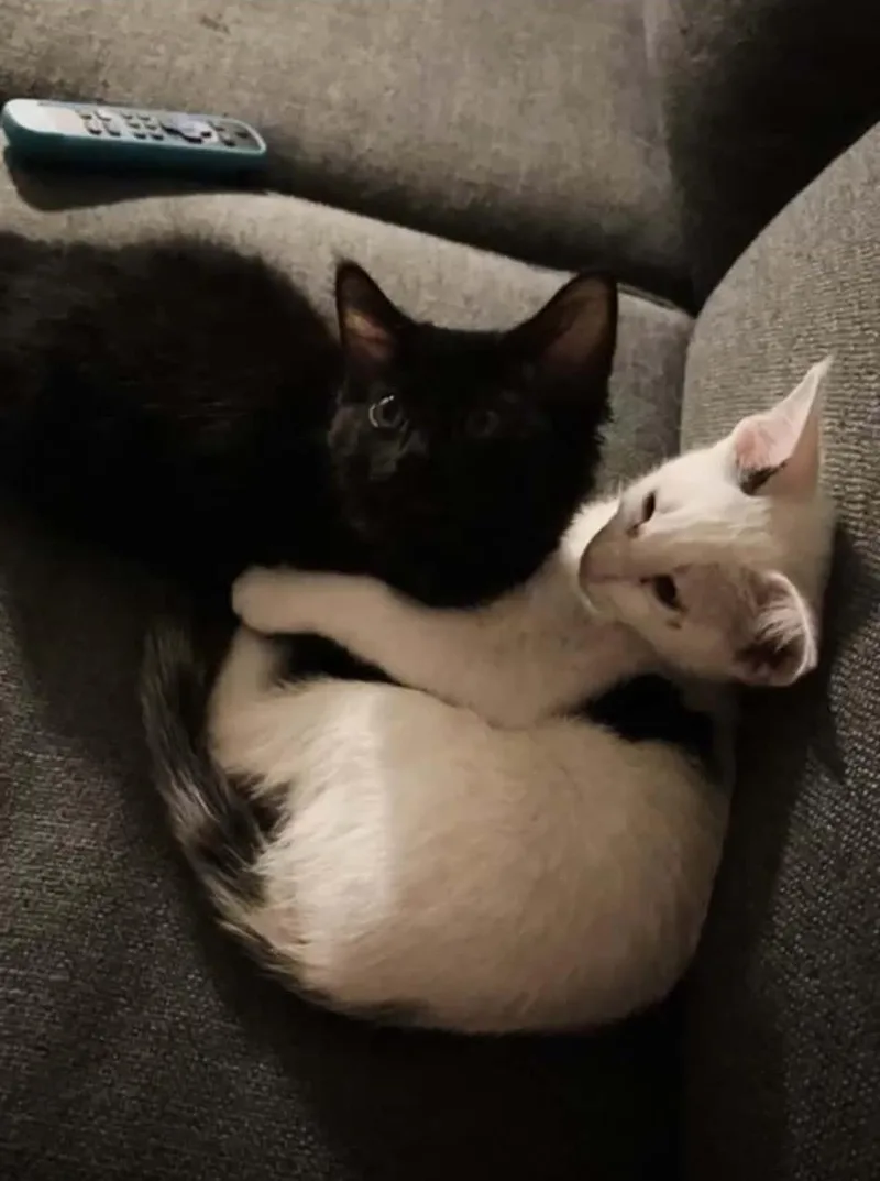 A young medium-sized male White Domestic Short Hair cat named Gato Limon Bonded To for adoption in Chandler, AZ